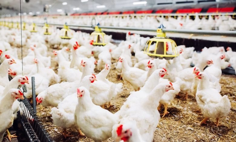 Photo of Importarán 2 millones de pollos y huevos para mitigar precios, según Agricultura