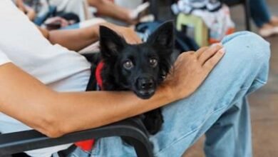 Photo of Alcaldía del DN esteriliza más de 3,000 mascotas en trigésima jornada