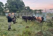Photo of El Ejército recupera nueve reses robadas en Dajabón