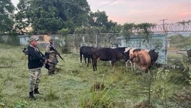 Photo of El Ejército recupera nueve reses robadas en Dajabón