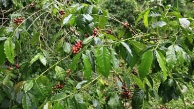 Photo of Huracán Melissa: lluvias tumbaron café en Polo, Barahona