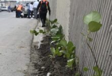 Photo of Realizan jornada de siembra y embellecimiento en Las Américas