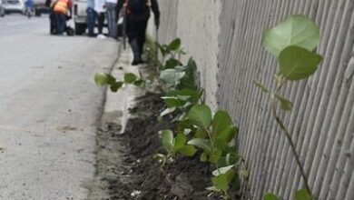 Photo of Realizan jornada de siembra y embellecimiento en Las Américas