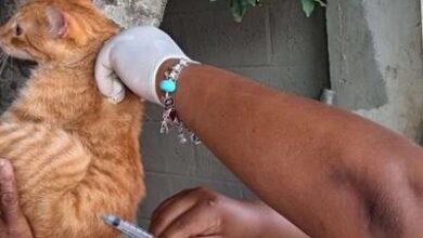 Photo of Salud Pública inicia jornada de vacunación contra la rabia