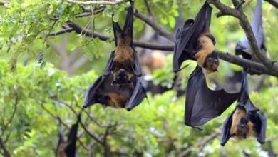 Photo of Salud Pública activa alerta temprana ante virus Nipah