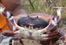 Photo of Condenan hombre por pesca y comercialización ilegal de jaibas