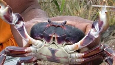 Photo of Condenan hombre por pesca y comercialización ilegal de jaibas