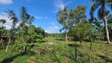Photo of Nazario Mercedes: recuerdo de un “monstruo” en Hato Viejo, Maimón