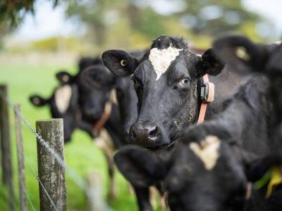 Photo of Denuncian robo de ganado en comunidades rurales de Higüey