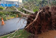 Photo of Caen árboles en el Gran Santo Domingo por lluvias
