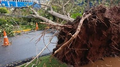 Photo of Caen árboles en el Gran Santo Domingo por lluvias