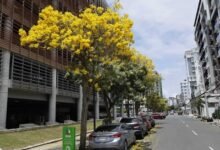 Photo of Flores amarillas del roble amarillo embellecen las calles