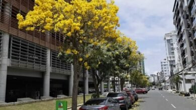Photo of Flores amarillas del roble amarillo embellecen las calles