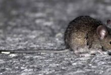 Photo of Qué es el hantavirus, el virus peligroso detectado en un crucero