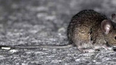 Photo of Qué es el hantavirus, el virus peligroso detectado en un crucero