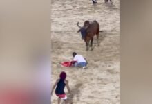 Photo of Hombre es embestido por un toro durante corridas en El Seibo